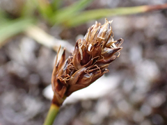 Carex incurviformis