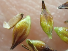 Carex incurviformis
