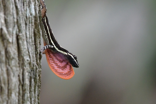 Taylor's Anole