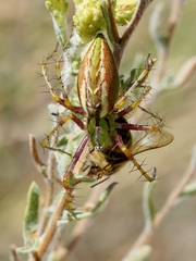 Peucetia viridans