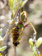 Peucetia viridans