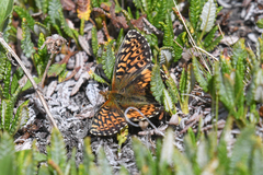 Boloria chariclea