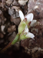 Saxifraga cespitosa