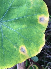 Alternaria obtusa