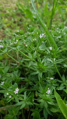 Sherardia arvensis