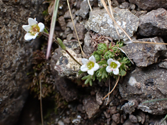 Saxifraga cespitosa