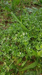Sherardia arvensis