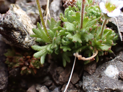 Saxifraga cespitosa