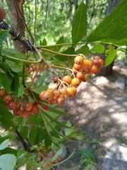 Sorbus sibirica