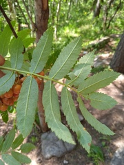 Sorbus sibirica