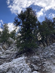 Pinus longaeva