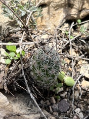 Neolloydia conoidea