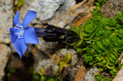 Gentiana bavarica subacaulis