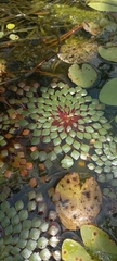 Ludwigia sedoides