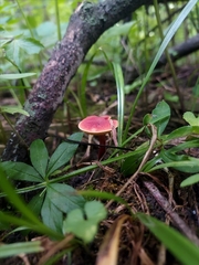 Hortiboletus