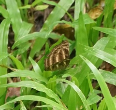 Neptis