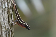 Anolis taylori