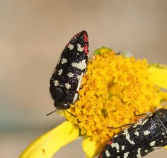 Acmaeodera disjuncta