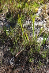 Sarracenia alata
