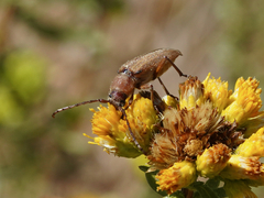 Crossidius testaceus