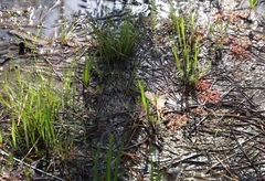 Drosera capillaris