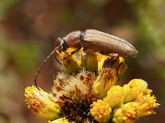 Crossidius testaceus