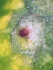 Alternaria obtusa