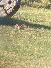 Callospermophilus lateralis