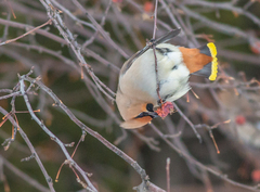 Bombycilla garrulus