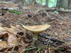 Suillus intermedius