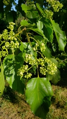 Hovenia dulcis