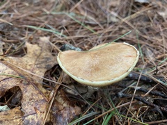 Suillus intermedius
