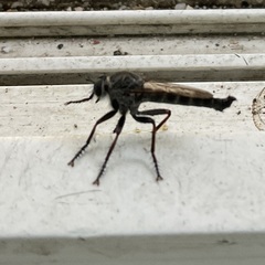 Neomochtherus willistoni