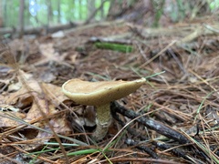 Suillus intermedius
