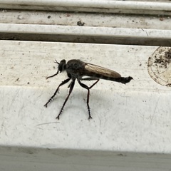 Neomochtherus willistoni