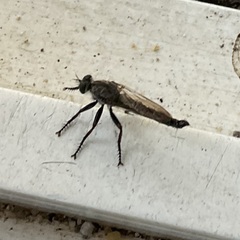 Neomochtherus willistoni