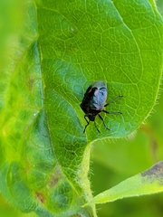 Cosmopepla lintneriana