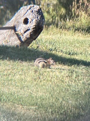 Callospermophilus lateralis