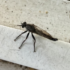 Neomochtherus willistoni