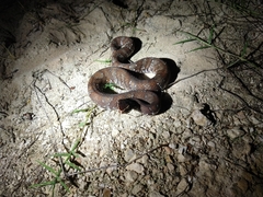 Agkistrodon russeolus