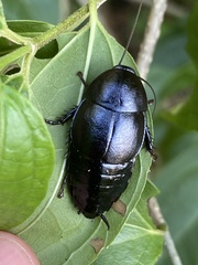 Nyctibora tetrasticta
