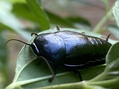 Nyctibora tetrasticta