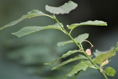 Euonymus occidentalis