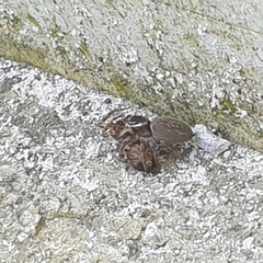 Maratus griseus