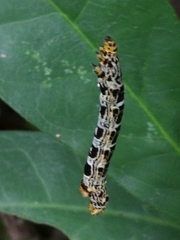 Lepidoptera