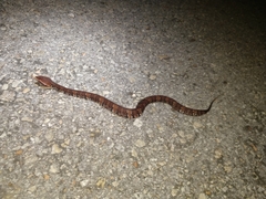 Agkistrodon russeolus