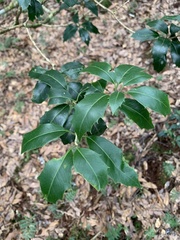Osmanthus heterophyllus