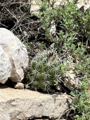 Neolloydia conoidea