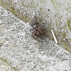 Maratus griseus