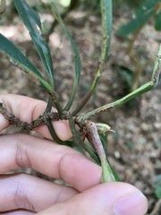 Rhododendron formosanum